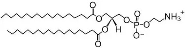 Phosphatidylethanolamine structure